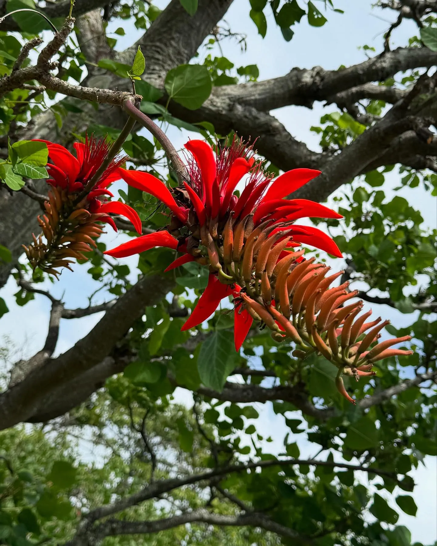 沖縄でよく見かけるデイゴの花✨