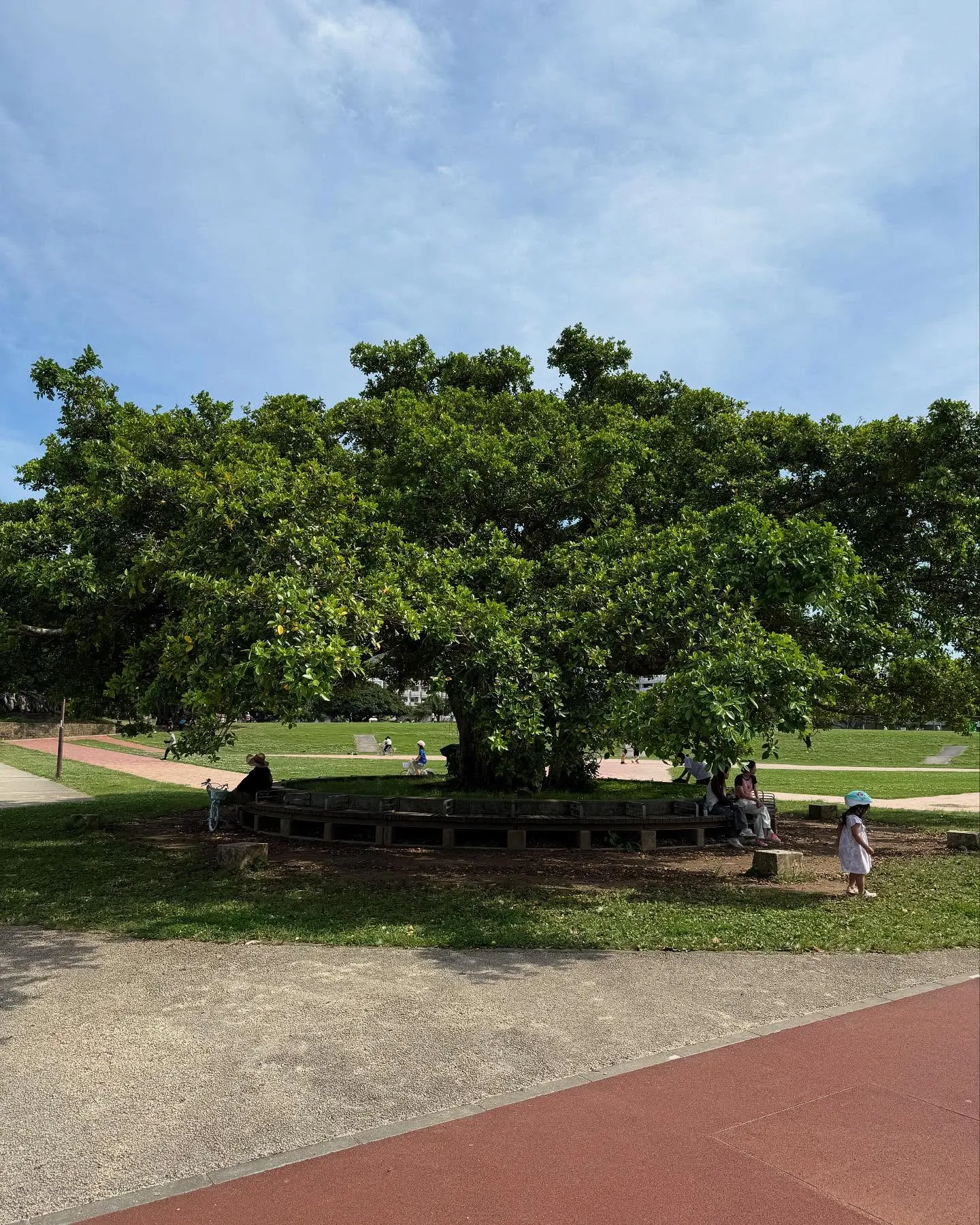 沖縄でよく見かけるデイゴの花✨