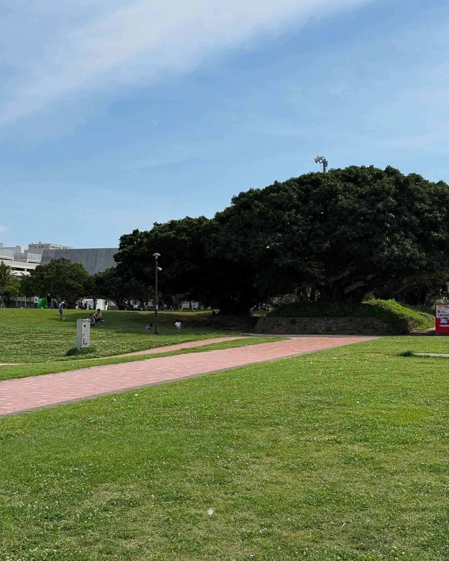 沖縄でよく見かけるデイゴの花✨
