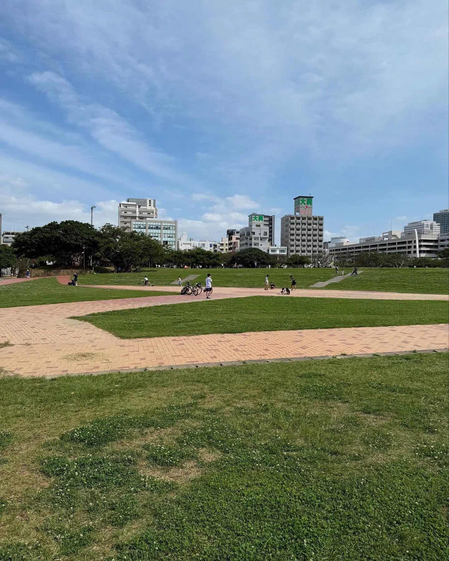 沖縄でよく見かけるデイゴの花✨