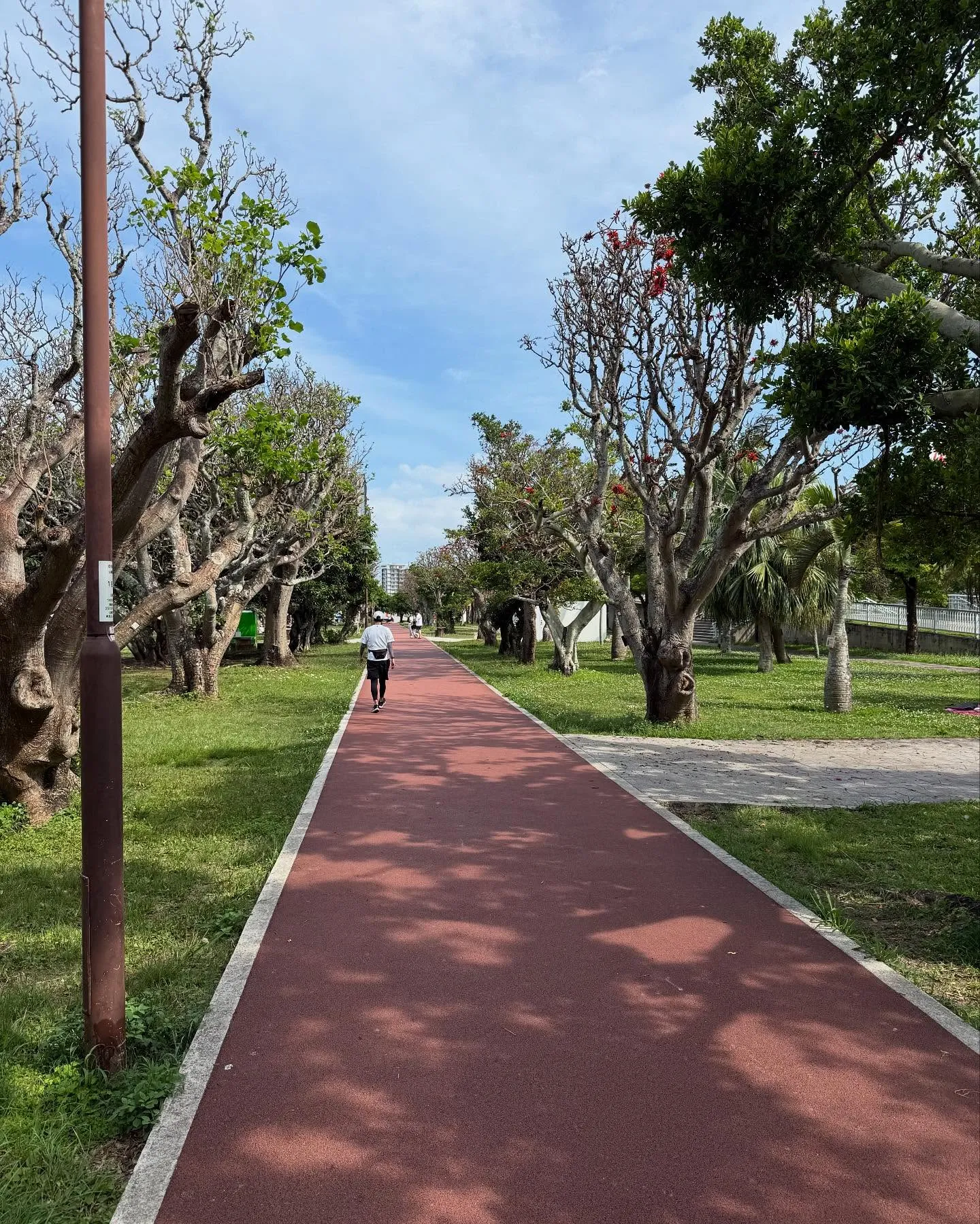 沖縄でよく見かけるデイゴの花✨