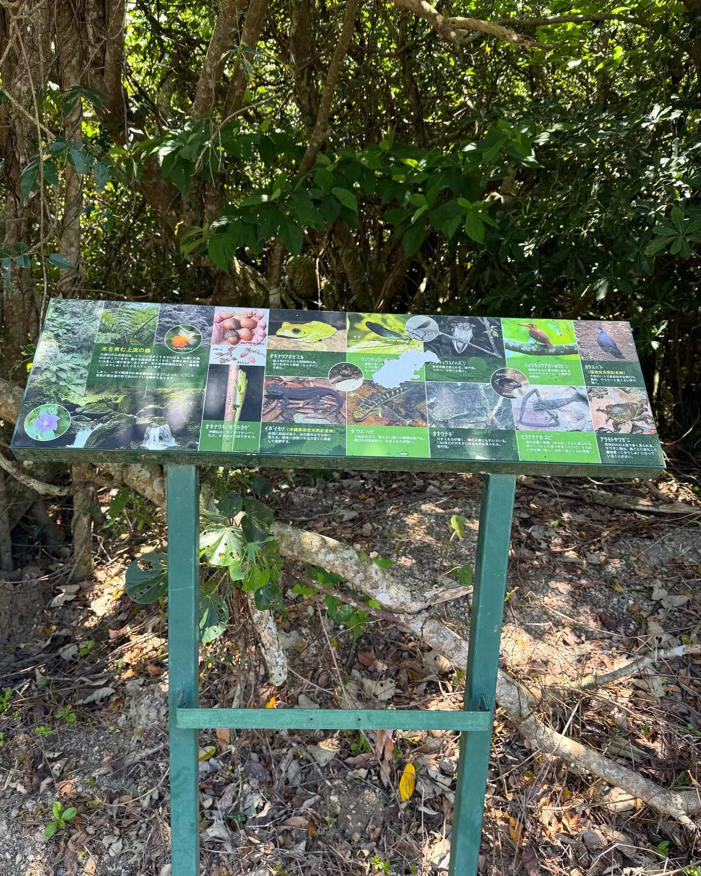 名護のやんばるにも沈下橋があります。